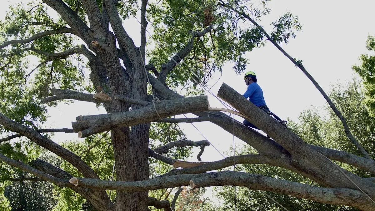Professional Crown Thinning performed by certified arborists in Moriarty